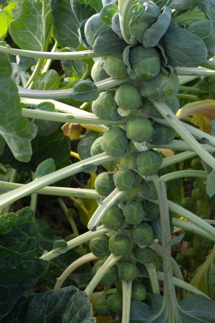 Brussel Sprouts